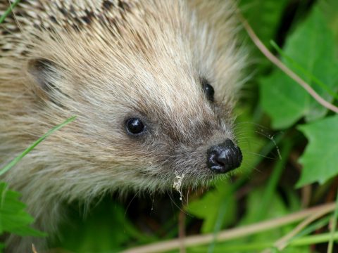 young hedgehog in vegetation